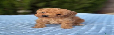Caniche Toy 3