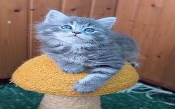 Siberiano gatos en venta: Siberianos Líneas Rusas - Anuncio 3