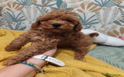 Caniche Toy perros en venta: Preciosas hembras toy rojaa ❤️ - Imagen 6