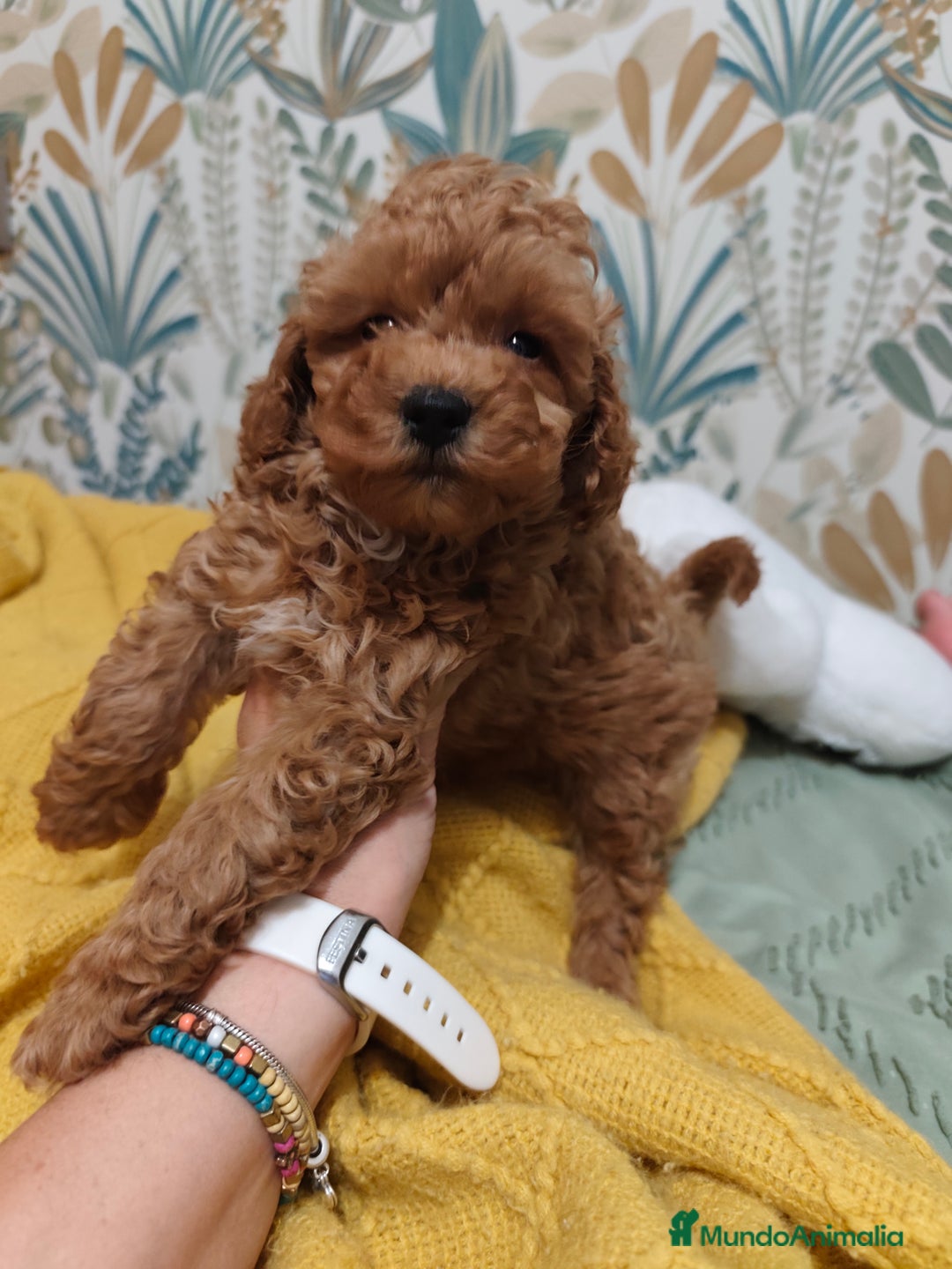 Caniche Toy perros en venta: Preciosas hembras toy rojaa ❤️ - Imagen 6