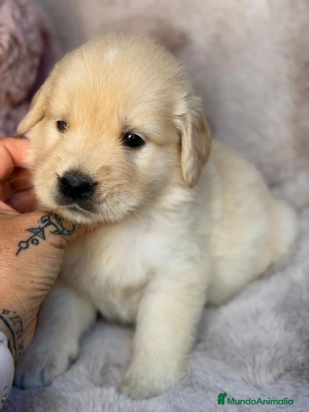 Golden Retriever perros en venta: Preciosa Golden retriever  - Anuncio 2