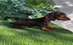 Teckel perros en venta: 🐶🌭¡Disponibles dos cachorros Teckel machos!🌭🐶 - Imagen 2