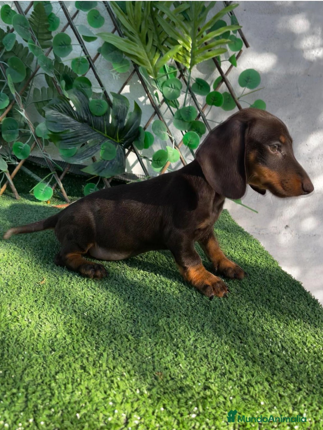 Teckel perros en venta: 🐶🌭¡Disponibles dos cachorros Teckel machos!🌭🐶 - Imagen 2
