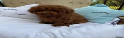Caniche Toy perros en venta: Caniche Toy líneas asiáticas  - Anuncio 1
