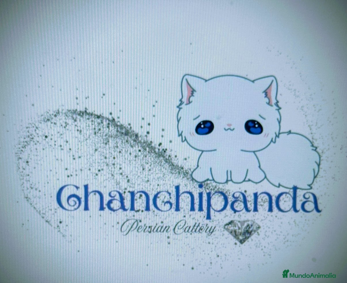 Persa gatos Precioso Gatito Persa - Anuncio 5