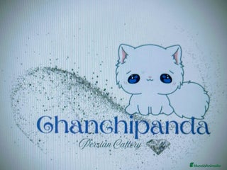 Persa gatos Precioso Gatito Persa - Anuncio 6