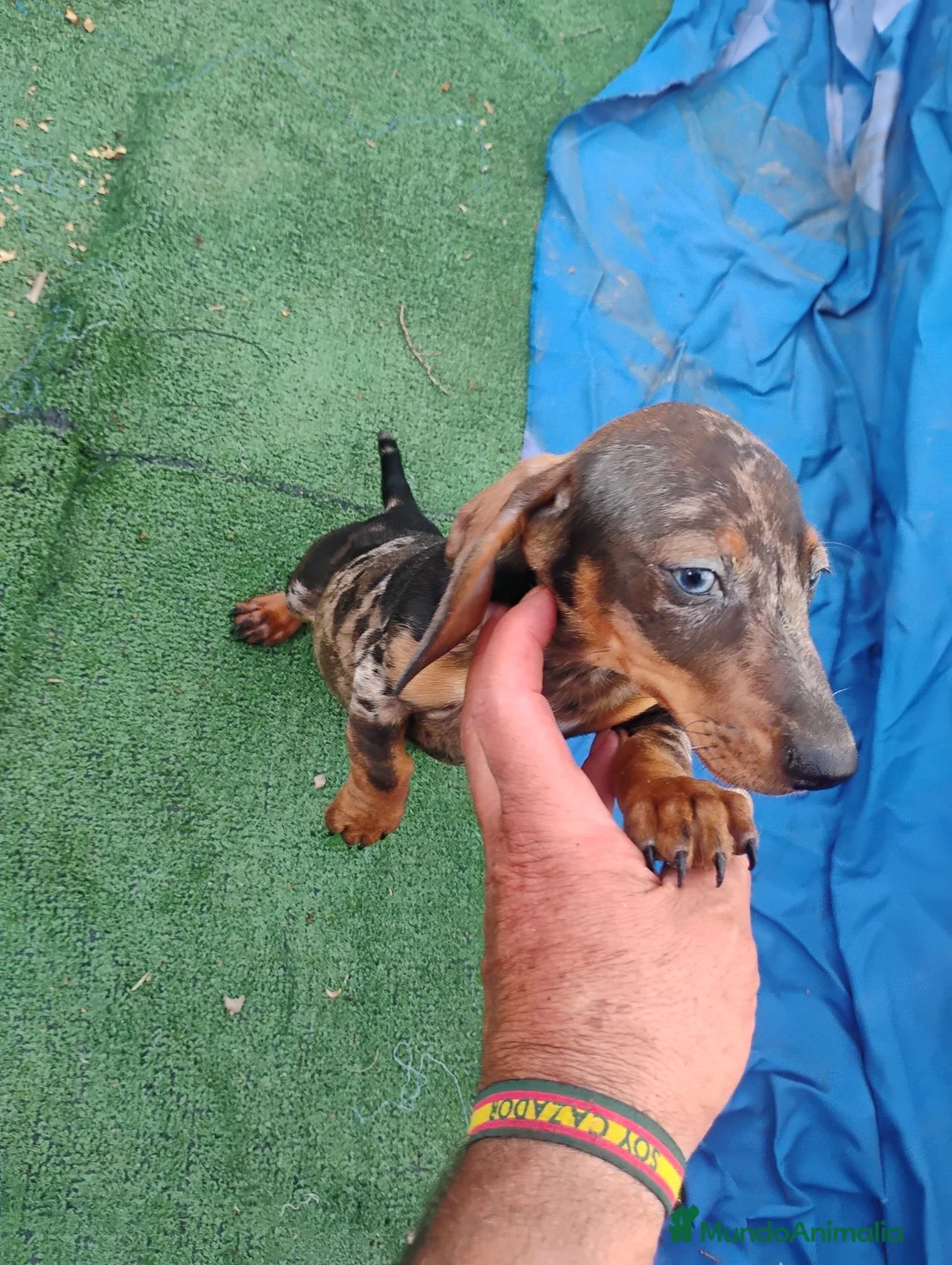 Teckel Miniatura perros en venta: Macho teckel arlequín miniatura  - Anuncio 1