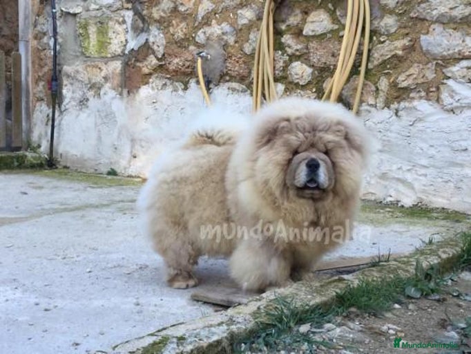 Imagen de galería {{count}}