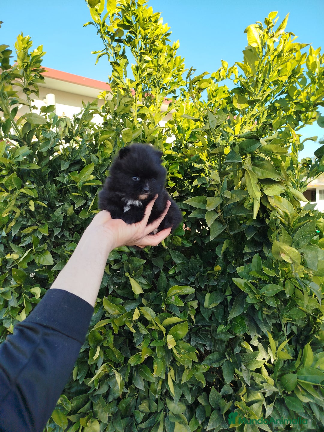 Pomerania perros en venta: Pomerania  - Anuncio 2