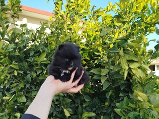 Pomerania perros Pomerania - Anuncio 2