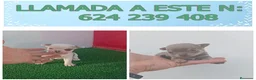 Chihuahua perros en venta: PRECIOSOS CHIHU8AHUA RUSO Y ASIÁTICO  - Anuncio 12
