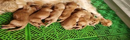 Cocker Spaniel Inglés perros en venta: Cocker inglés dorados  - Anuncio 2