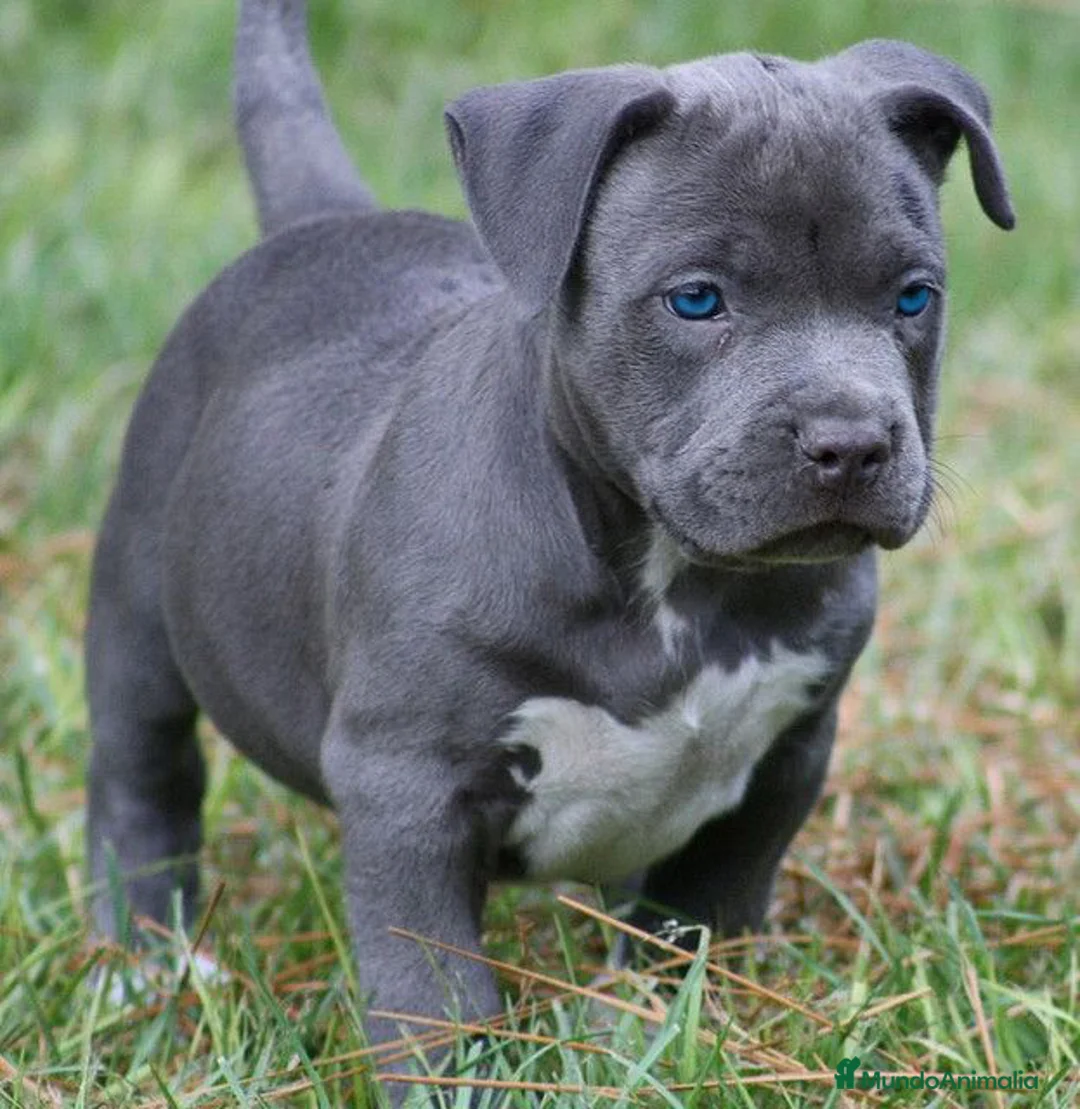 American Staffordshire-Terrier perros en venta: CENTRO PROFESIONAL DE CRIA AMERICAN STAFFORD BLUE en Sevilla - Anuncio 4