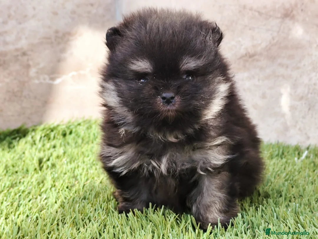 Pomerania perros en venta: Lulus de Pomerania  - Anuncio 2