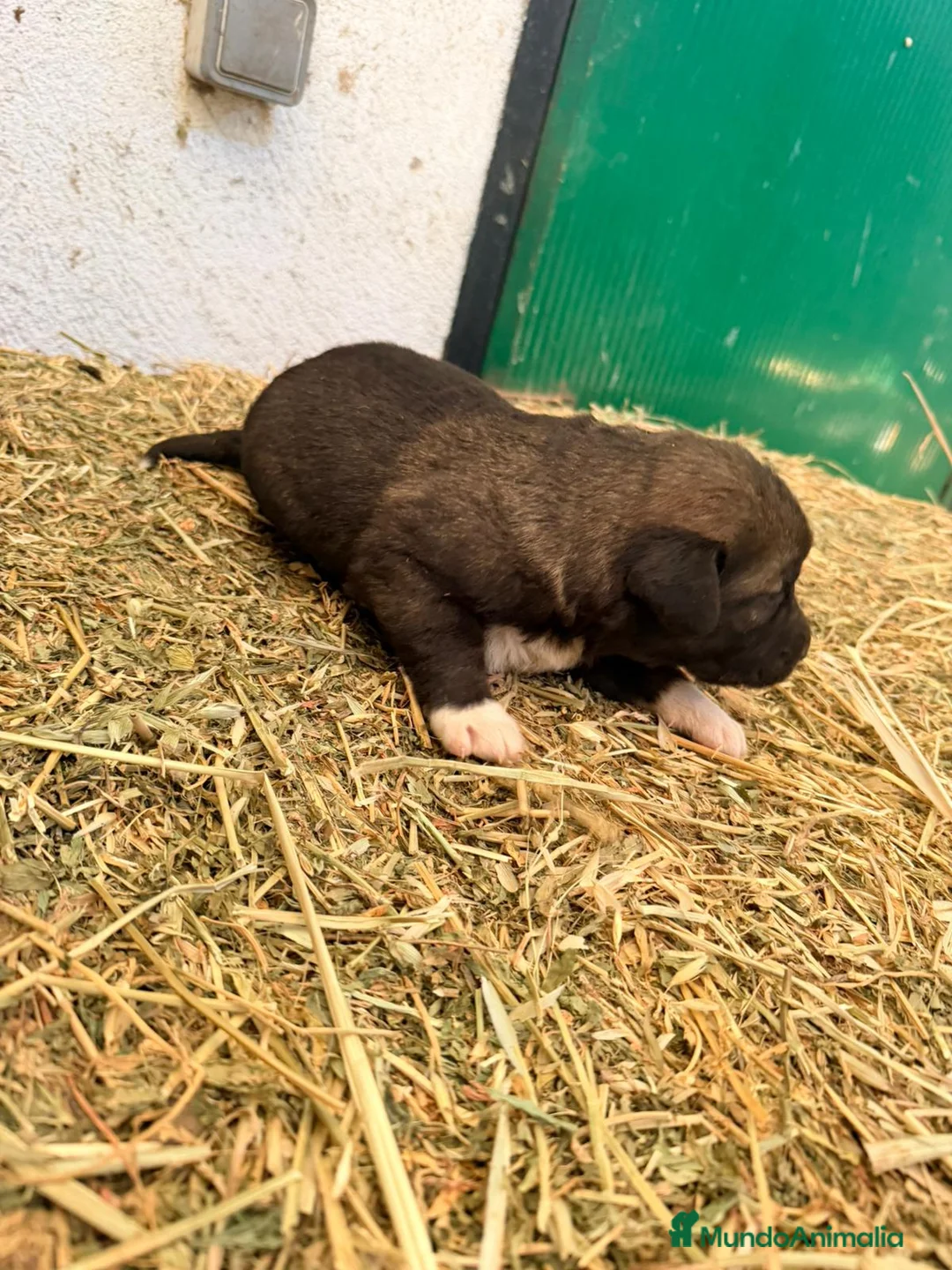 Raza Mixta perros en venta: Mestizo de mastín x Cáucaso  - Anuncio 19