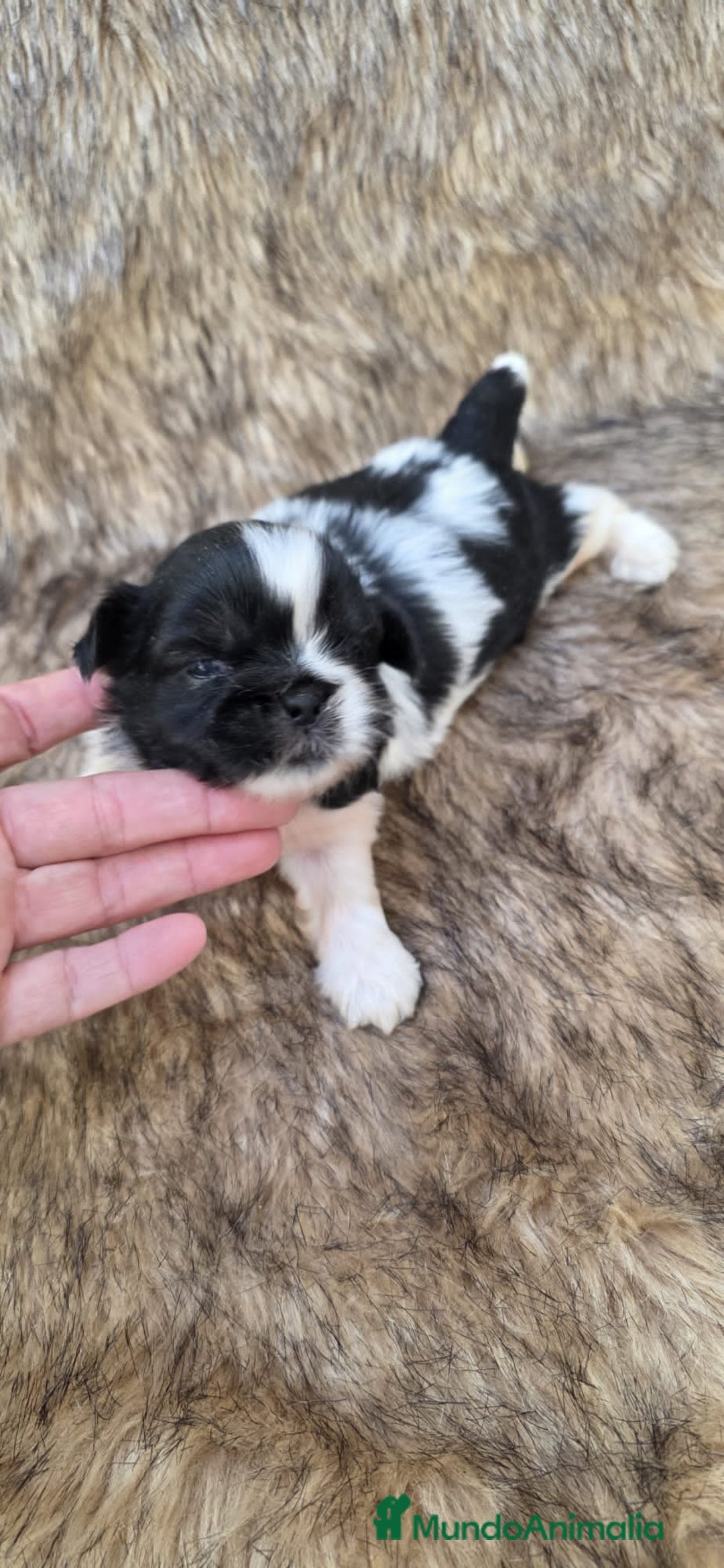 Shih Tzu perros en venta: Shithzu - Imagen 3