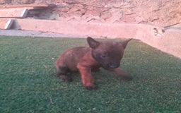 Pastor Belga Malinois perros en venta: PASTOR BELGA MALINOIS - Imagen 5