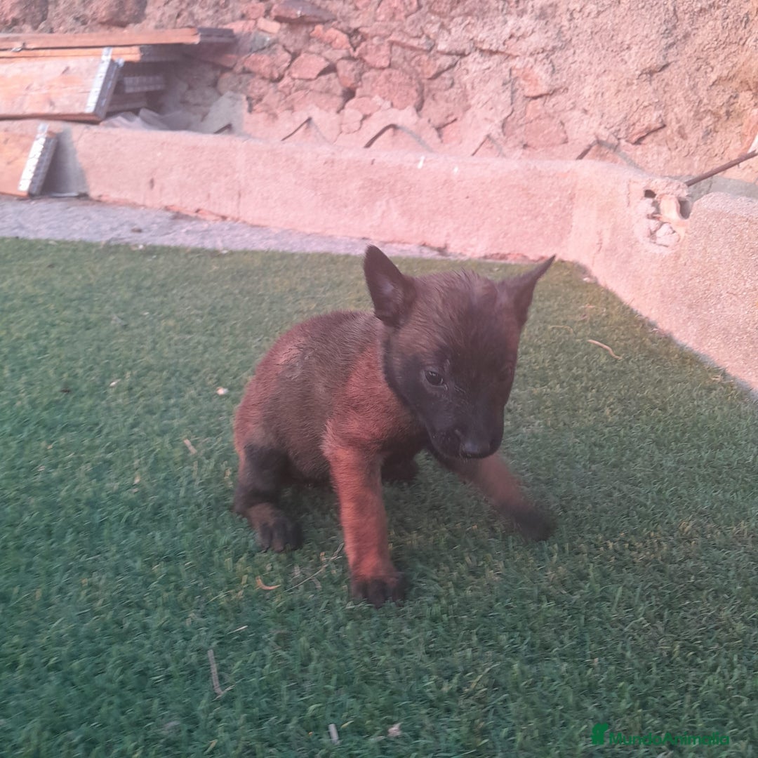 Pastor Belga Malinois perros en venta: PASTOR BELGA MALINOIS - Imagen 5