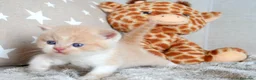 Británico de Pelo Corto gatos en venta: Camada espectacular British Shorthair Pedigree WCF - Anuncio 7