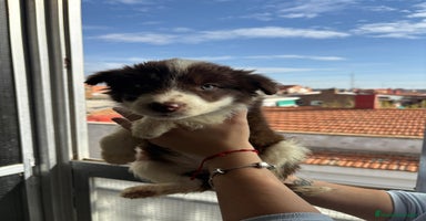 Border Collie perros Últimos cachorros de Boder collie!! - Anuncio 7