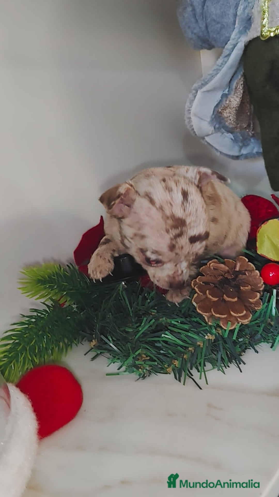 Chihuahua perros en venta: Hembra de chihuahua merle  - Anuncio 7