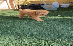 Raza Mixta perros en venta: Último caniche papá toy mamá enana - Imagen 2