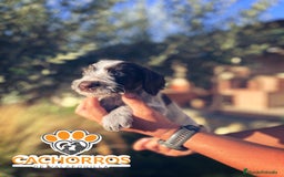 Otras razas perros en venta: Drahthaar - Imagen 2