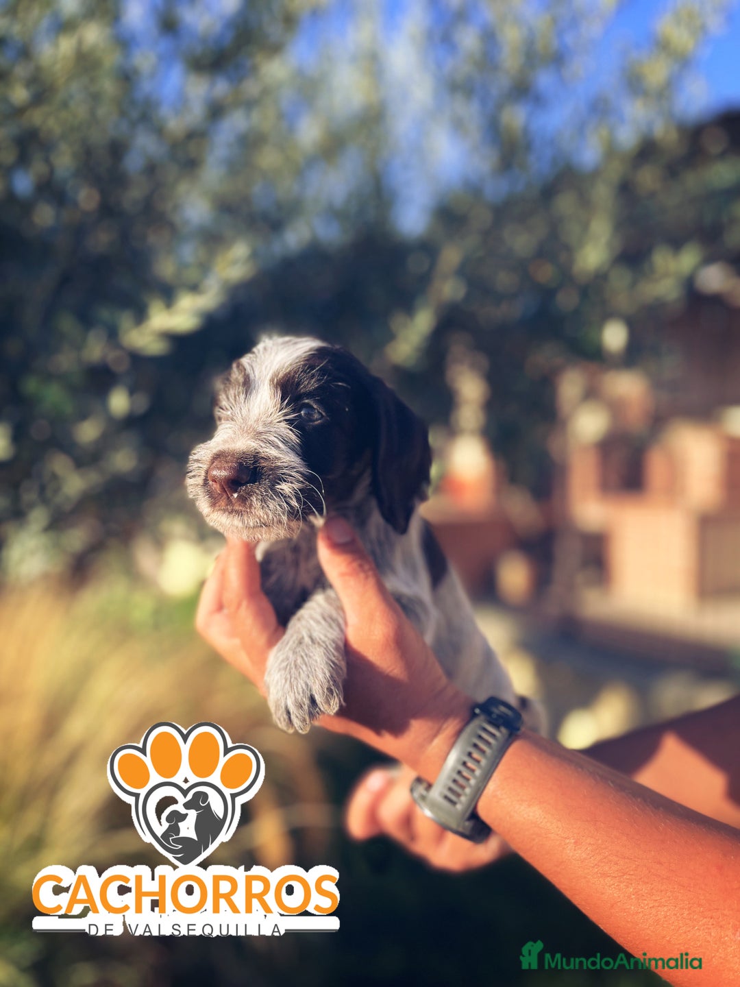 Otras razas perros en venta: Drahthaar - Imagen 2