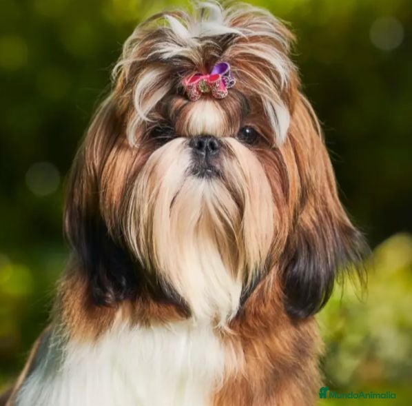 Shih Tzu perros Cachorros de shih tzu 616121781 WhatsApp  - Anuncio 1