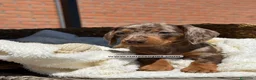 Teckel Miniatura perros en venta: TECKEL ARLEQUIN CHOCOLATE - Anuncio 1
