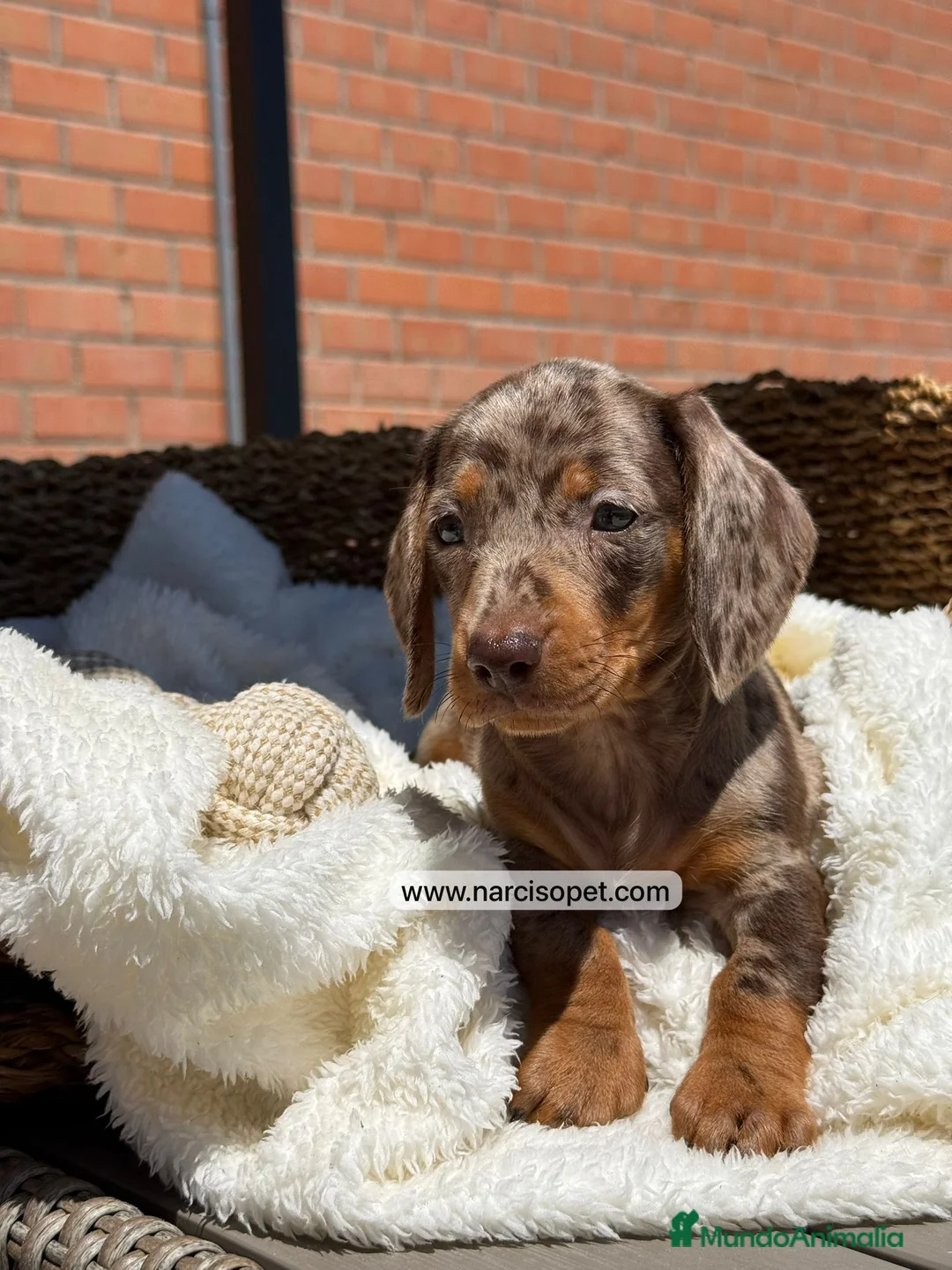 Teckel Miniatura perros en venta: TECKEL ARLEQUIN CHOCOLATE - Anuncio 1