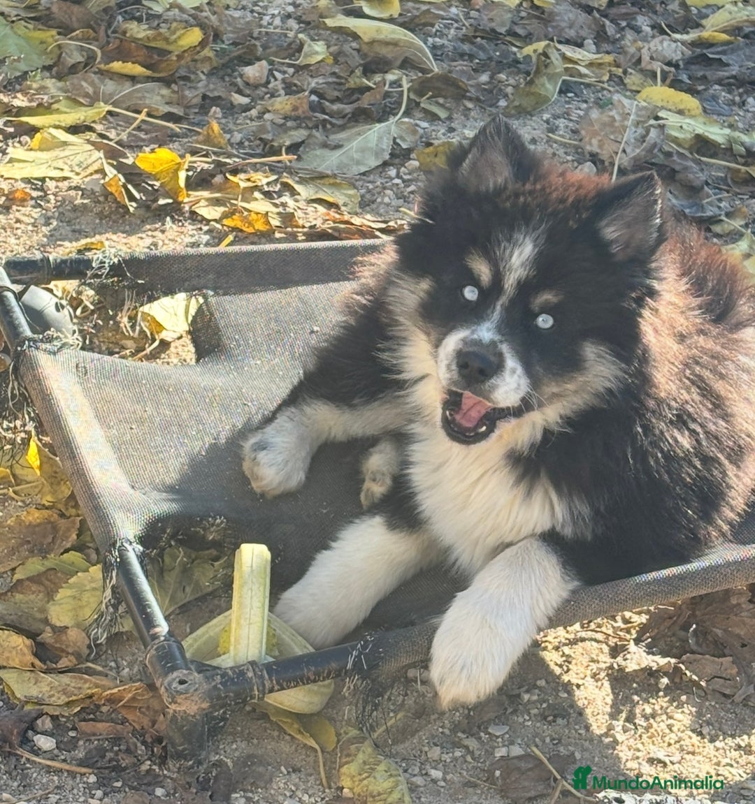 Pomsky perros en venta: Cachorro pomsky - Anuncio 2