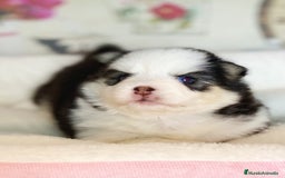 Pomsky perros en venta: Cachorro Pomsky (husky miniatura) - Imagen 3