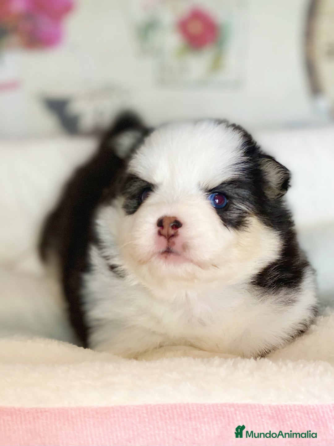 Pomsky perros en venta: Cachorro Pomsky (husky miniatura) - Imagen 3