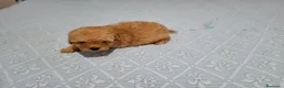 Caniche Toy perros en venta: PRECIOSOS CANICHE  ROJO LINEA TOY  - Anuncio 10