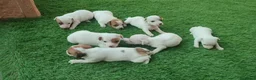 Jack Russell Terrier perros en venta: Jack russell terrier  - Anuncio 2