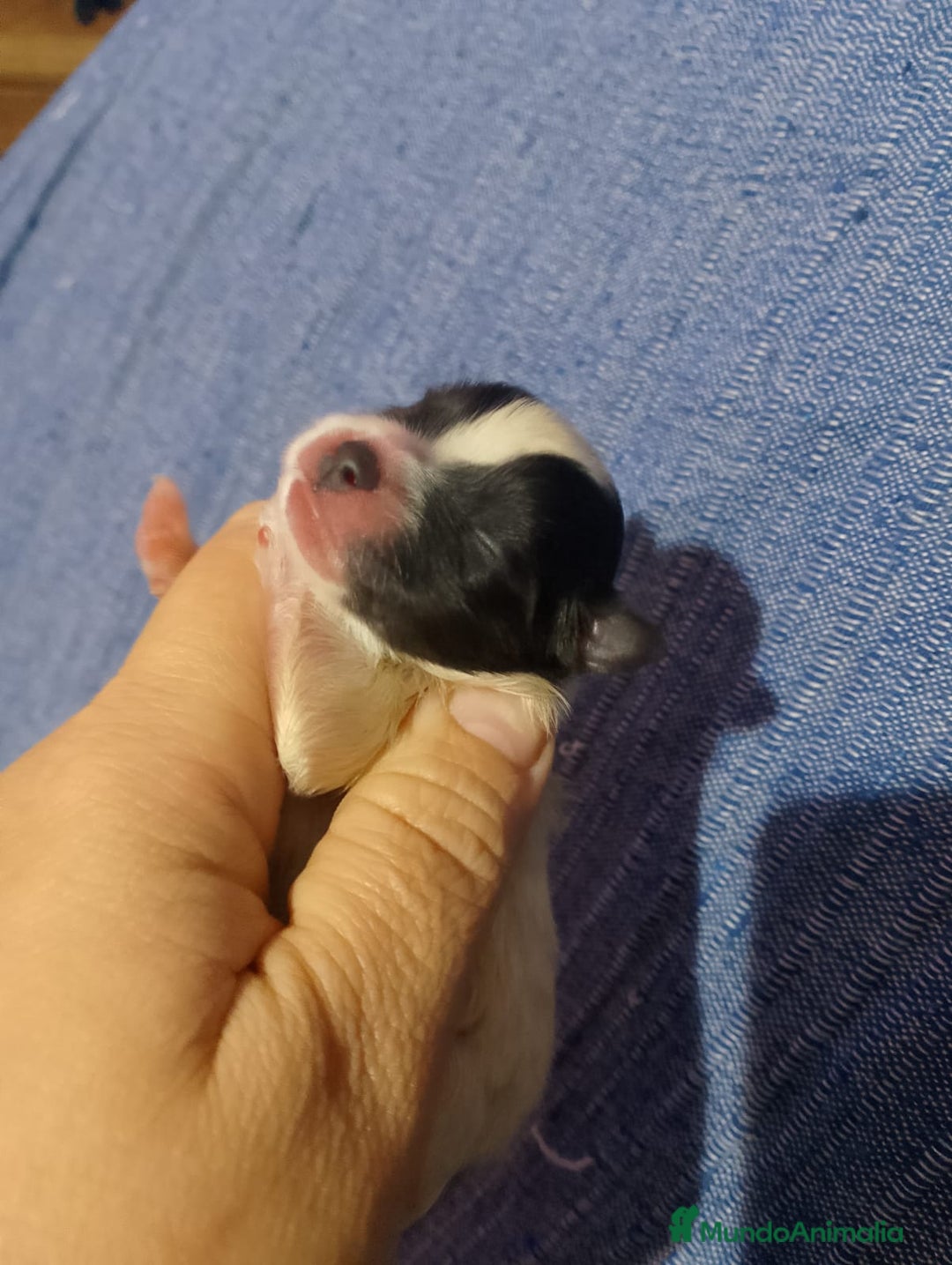 Pomchi perros en venta: Preciosa camada de pomerania  - Imagen 3