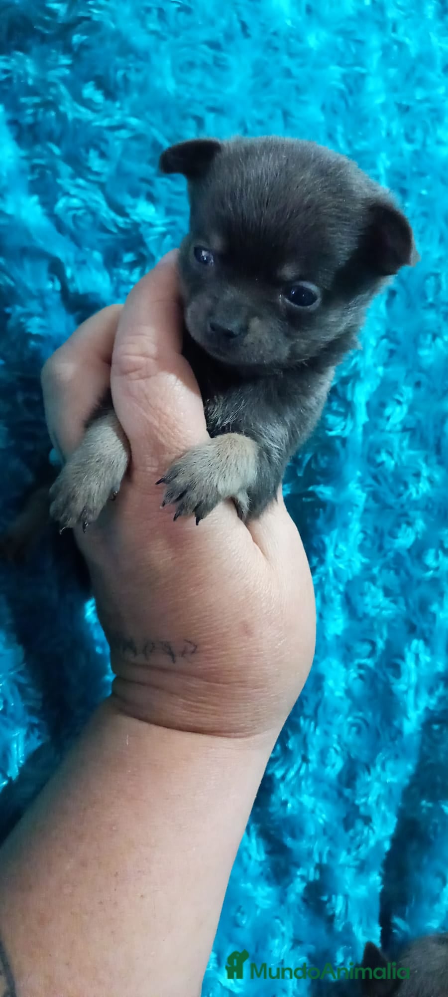 Pomchi perros Pomchis toy azules ,azul y blanco y hembra blanca  - Anuncio 20