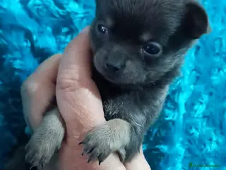 Pomchi perros Pomchis toy azules ,azul y blanco y hembra blanca - Anuncio 20