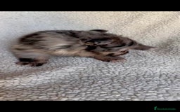 Pomerania perros en venta: Pomerania toys macho  en Sevilla - Imagen 3