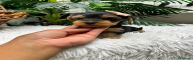 Yorkshire Terrier 2