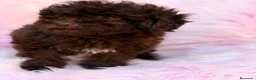 Maltipoo perros en venta: Maltipoo F1B chocolate  - Anuncio 9