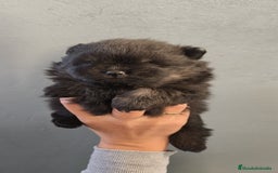 Pomerania perros en venta: Lulú Pomerania hembra  - Anuncio 10