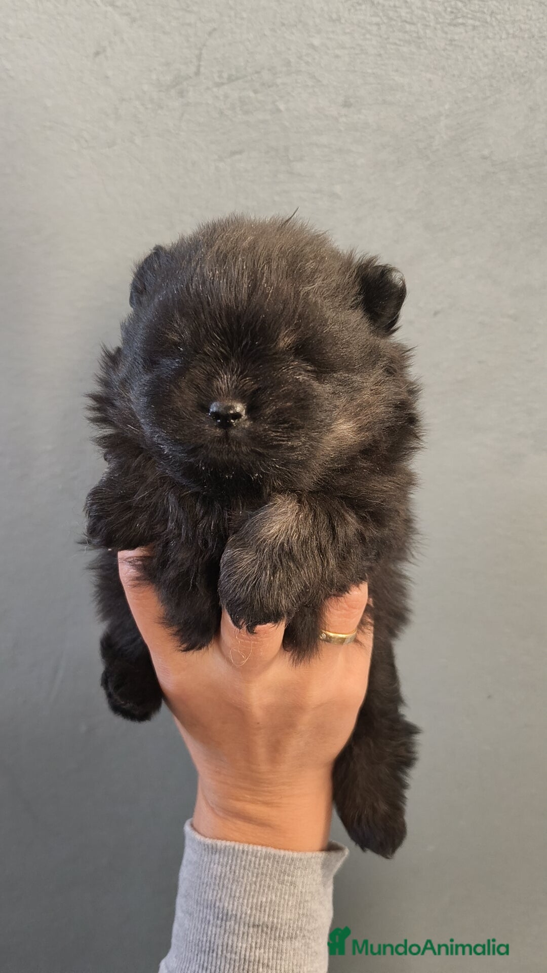 Pomerania perros en venta: Lulú Pomerania hembra  - Anuncio 10