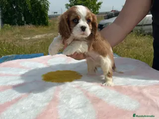Cavalier King Charles Spaniel perros Cavalier King charles - Anuncio 14
