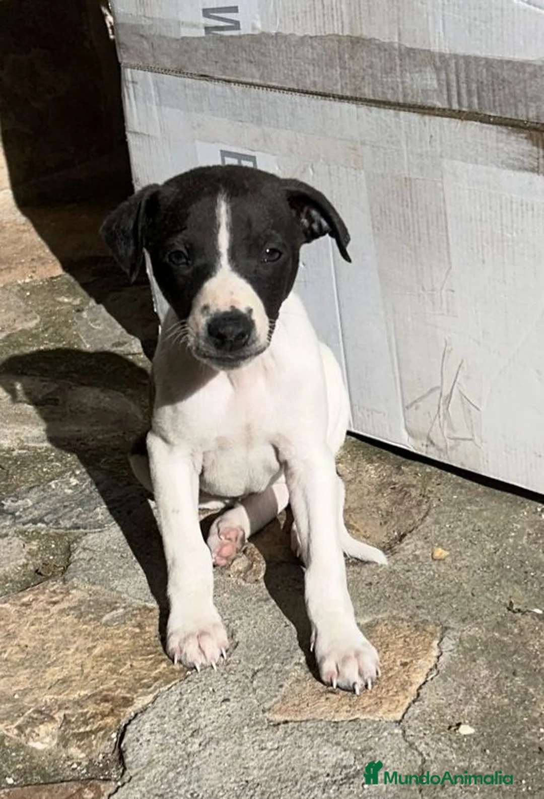 Whippet perros en venta: Preciosos whipper. - Anuncio 3