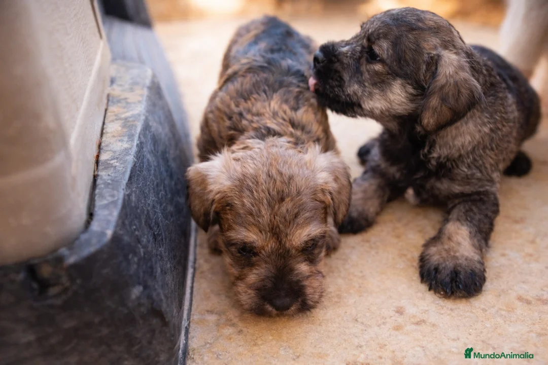 Schnauzer Miniatura perros en venta: Camada Luna Schnauzer - Anuncio 6