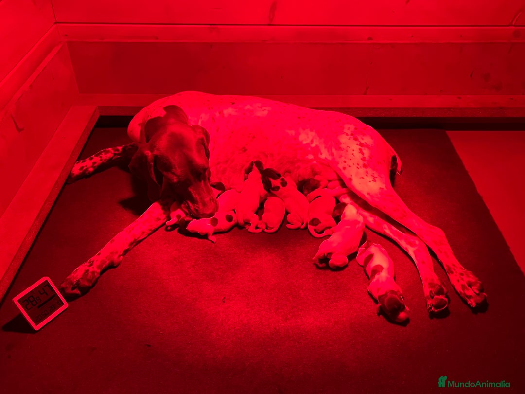 Braco Francés tipo Pirineos Talla Pequeña perros en venta: RESERVA DE CAMADA "F" DE BRACO BRANCÉS - Imagen 18