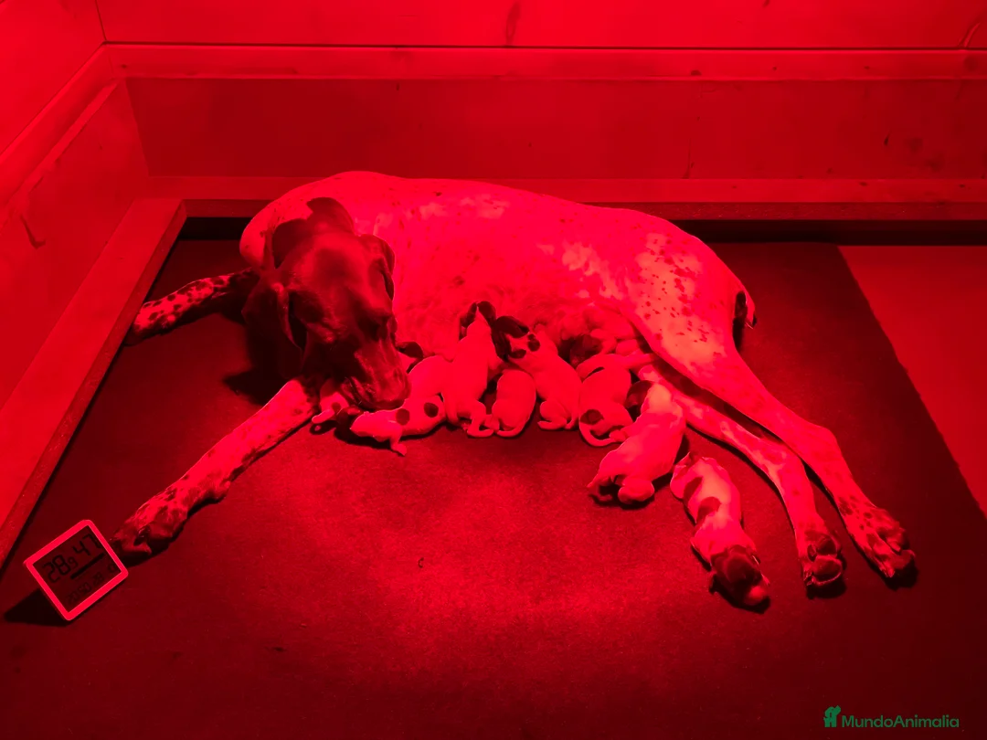 Braco Francés tipo Pirineos Talla Pequeña perros en venta: RESERVA DE CAMADA "F" DE BRACO BRANCÉS - Anuncio 20