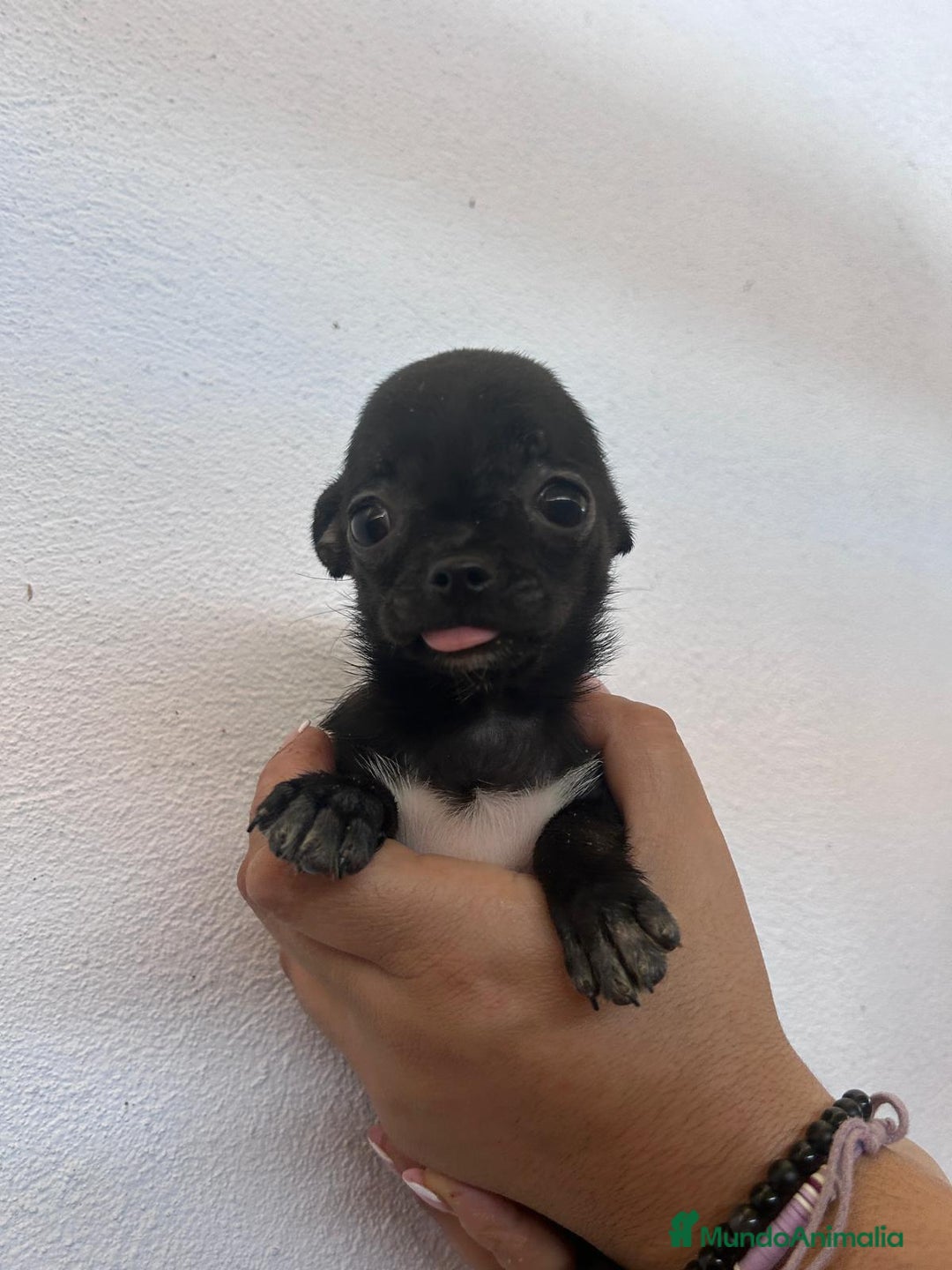 Chihuahua perros en venta: Chihuahuas - Imagen 5